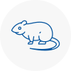 Rat Control Littlehampton